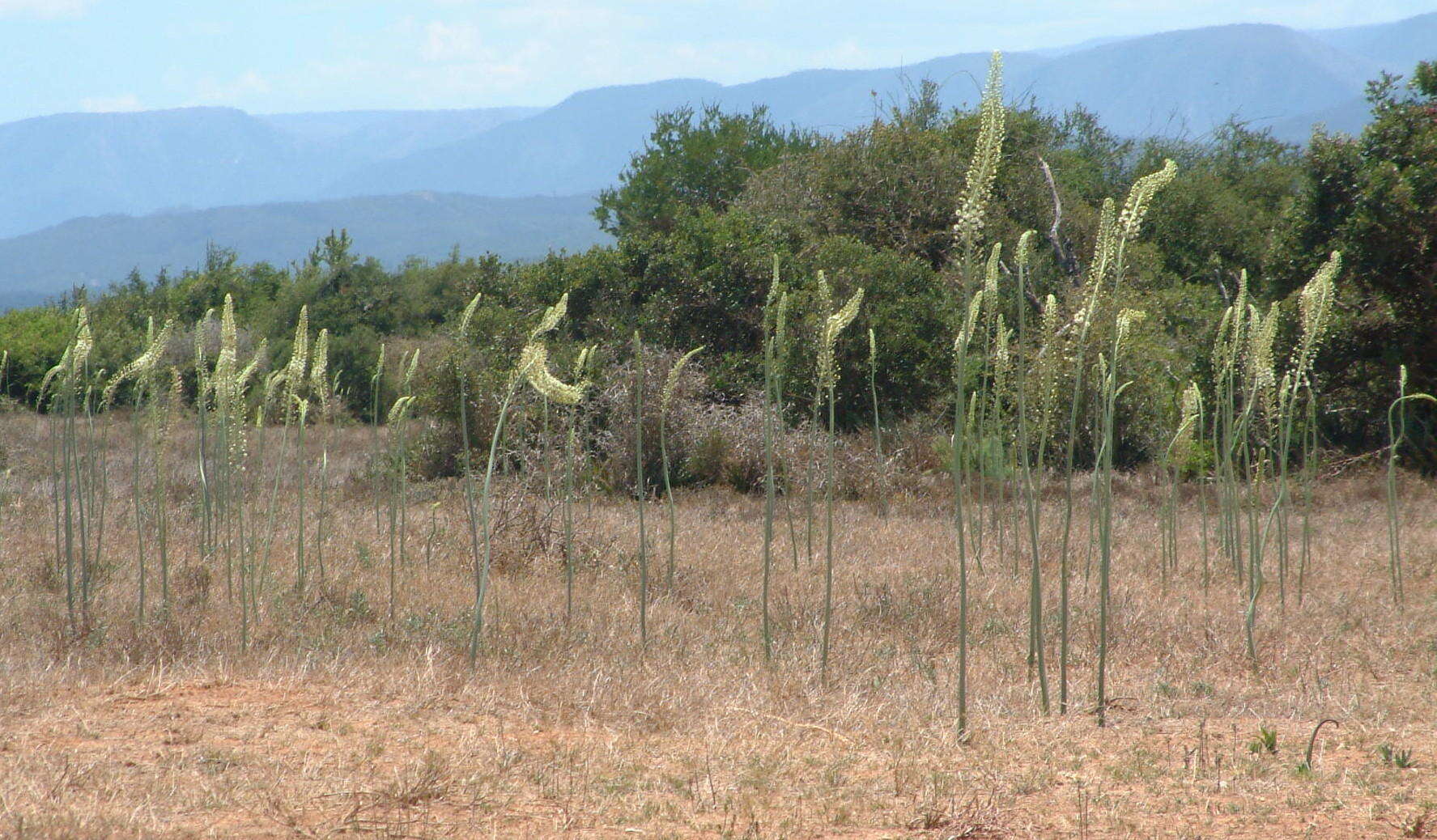 Image of Tall white squill