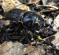 Image of Helms' stag beetle