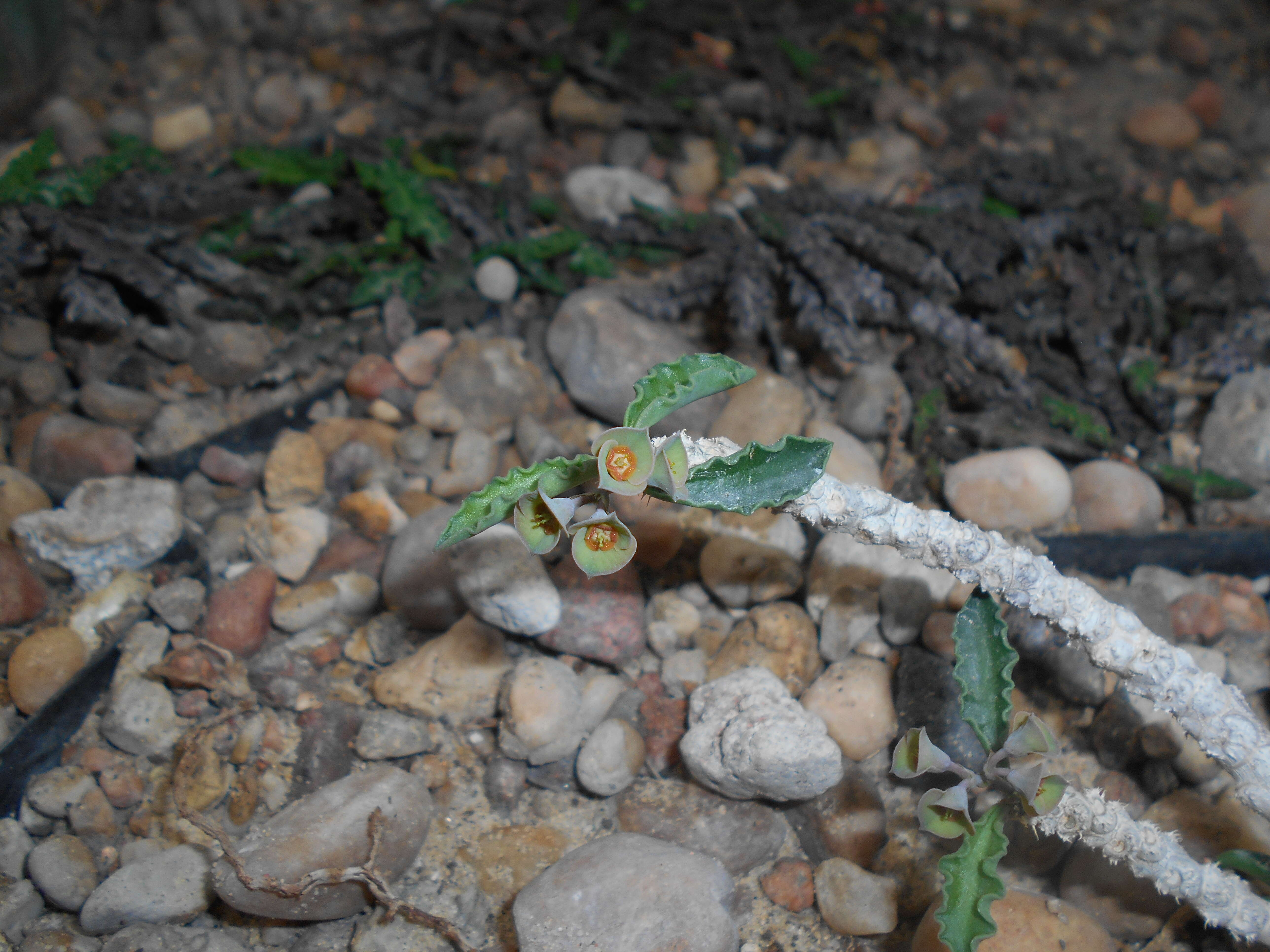 Image de Euphorbia cap-saintemariensis Rauh