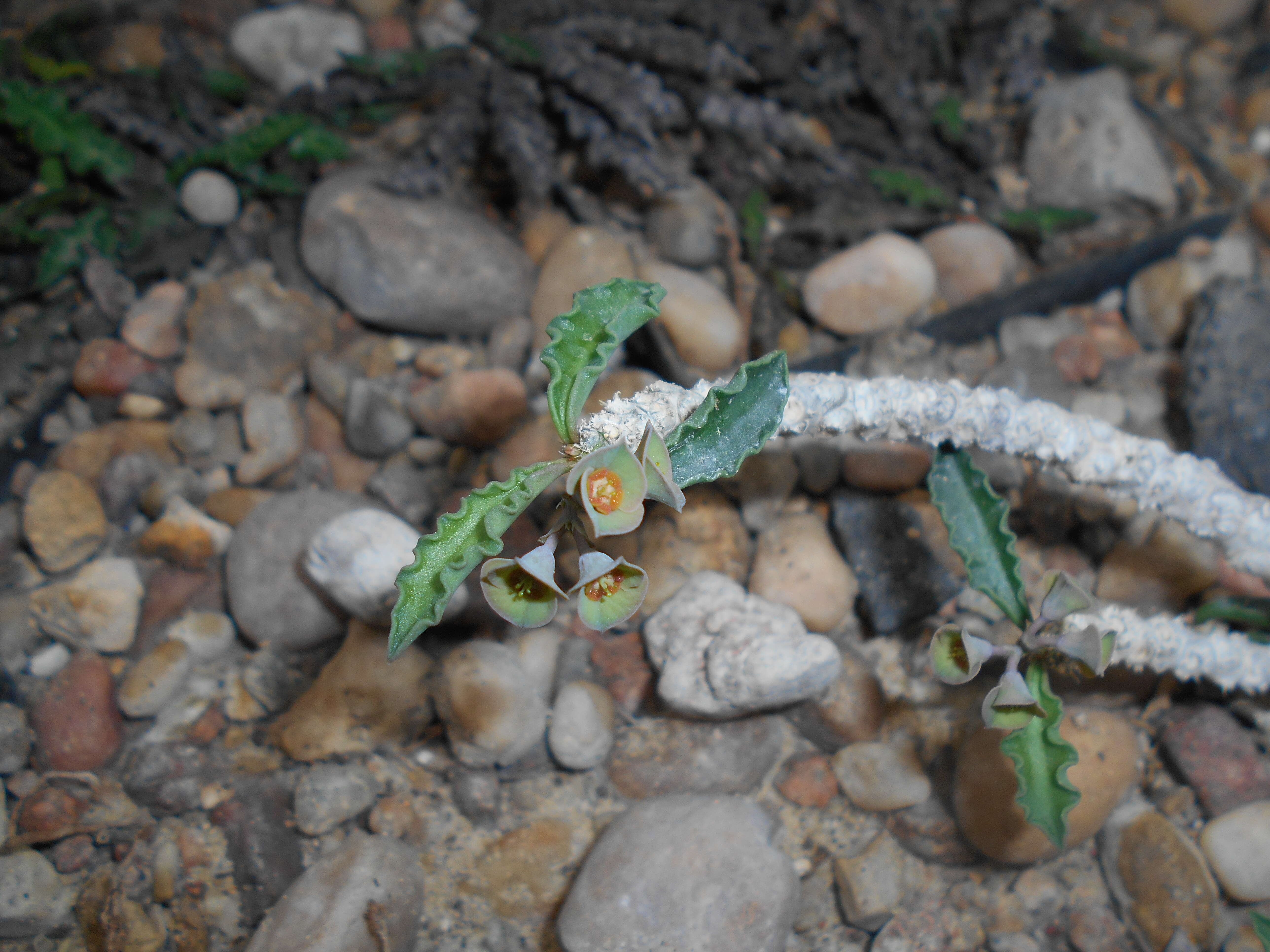 Image de Euphorbia cap-saintemariensis Rauh