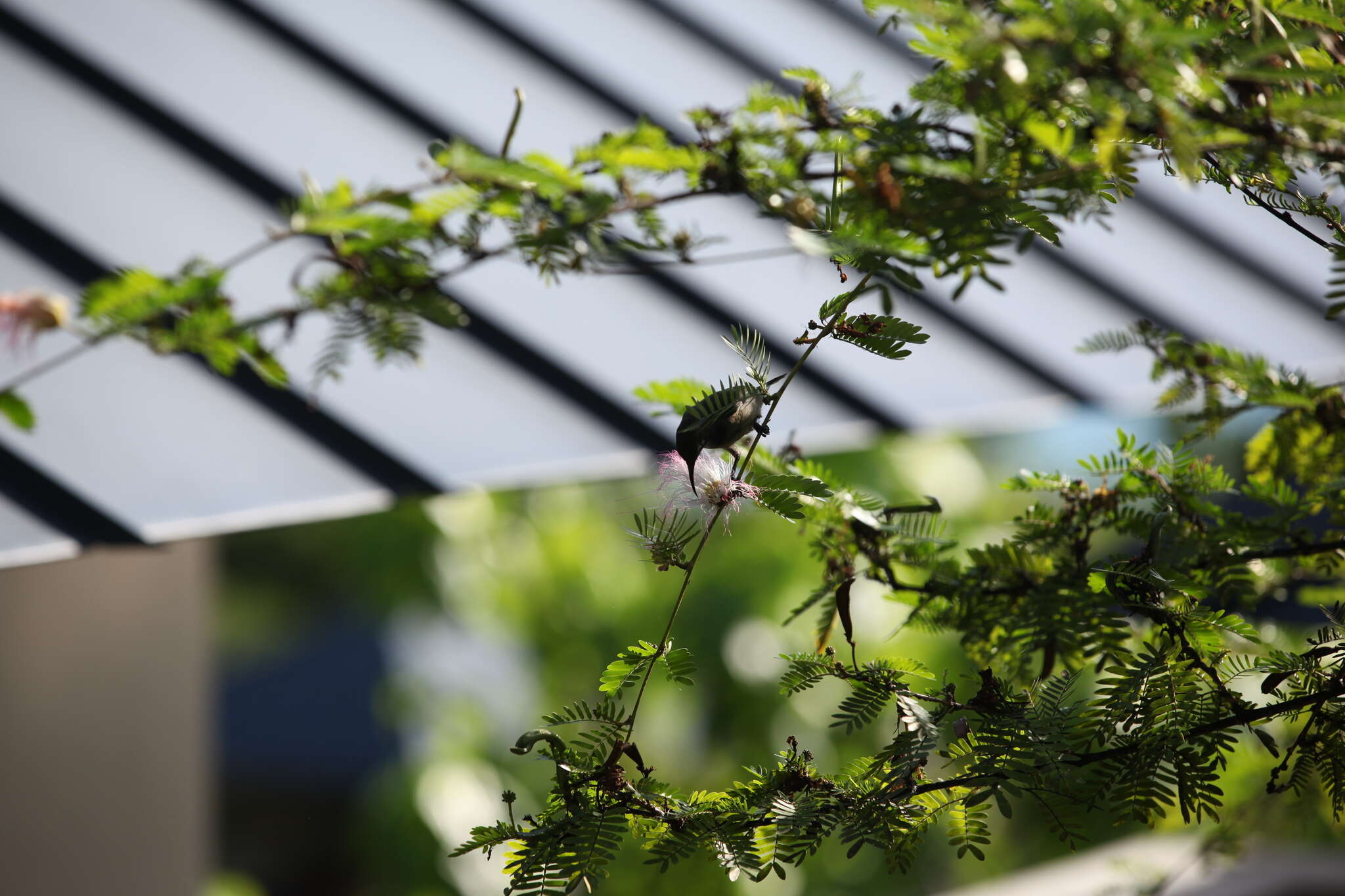 Image of Seychelles Sunbird