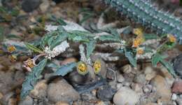 Image de Euphorbia cap-saintemariensis Rauh