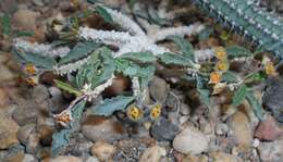 Image de Euphorbia cap-saintemariensis Rauh