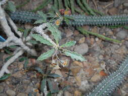 Image de Euphorbia cap-saintemariensis Rauh