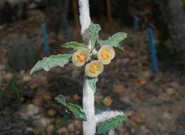 Image de Euphorbia cap-saintemariensis Rauh