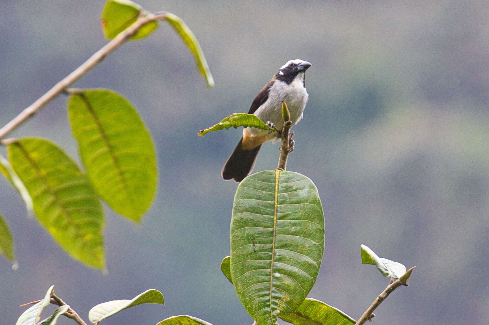 Image of Black-winged Saltator