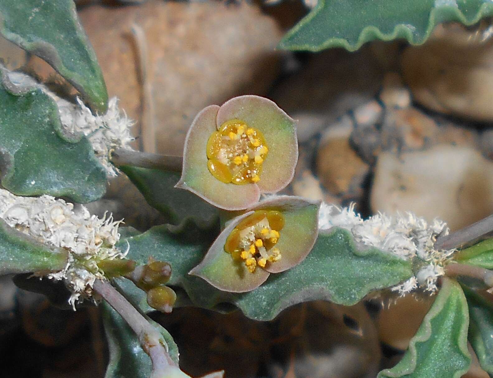 Image de Euphorbia cap-saintemariensis Rauh