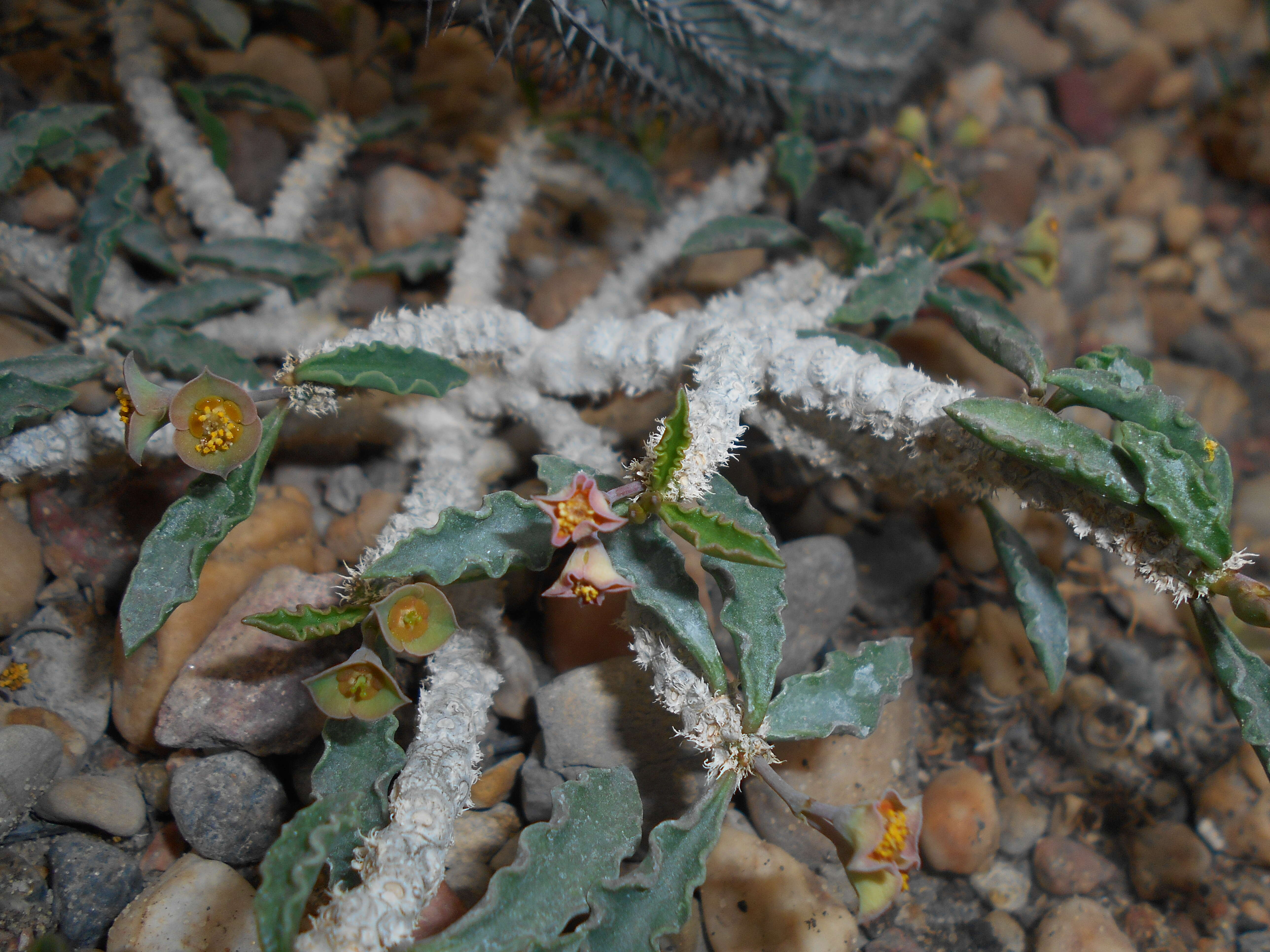 Image de Euphorbia cap-saintemariensis Rauh