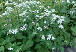 صورة Ageratina havanensis (Kunth) R. King & H. Rob.