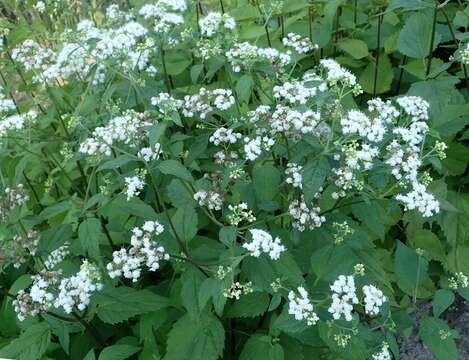 Image of Havana snakeroot