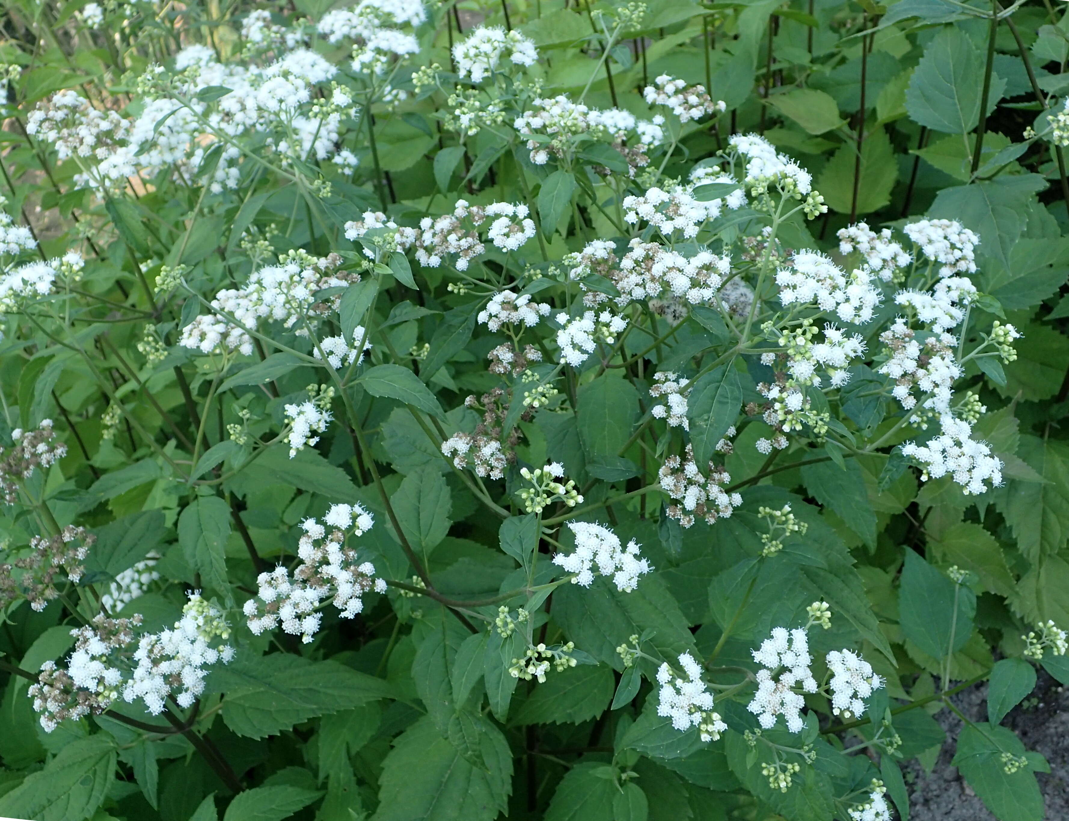 صورة Ageratina havanensis (Kunth) R. King & H. Rob.