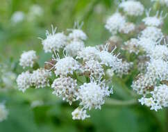 صورة Ageratina havanensis (Kunth) R. King & H. Rob.