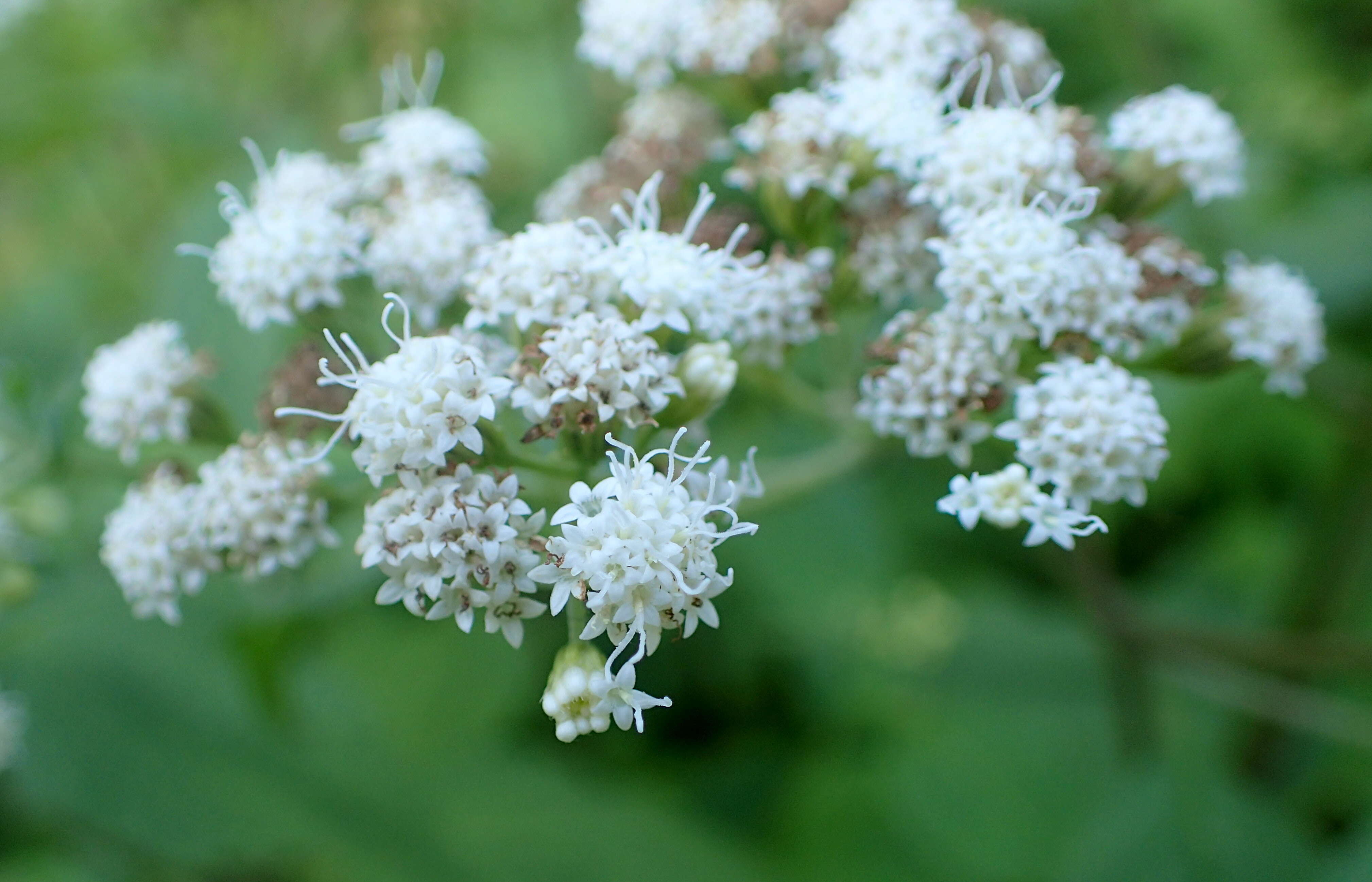 صورة Ageratina havanensis (Kunth) R. King & H. Rob.