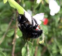 Plancia ëd Xylocopa viridigastra Lepeletier 1841