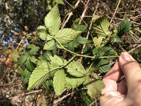 Sivun Rubus argutus Link kuva