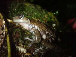 Image of Hyloscirtus criptico Coloma, Carvajal-Endara, Dueñas, Paredes-Recalde, Morales-Mite & Almeida-Reinoso et al. 2012