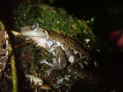 Sivun Hyloscirtus criptico Coloma, Carvajal-Endara, Dueñas, Paredes-Recalde, Morales-Mite & Almeida-Reinoso et al. 2012 kuva