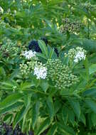 Imagem de Sambucus ebulus L.