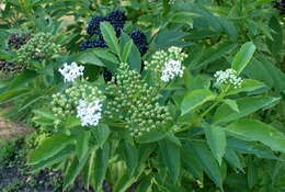 Imagem de Sambucus ebulus L.