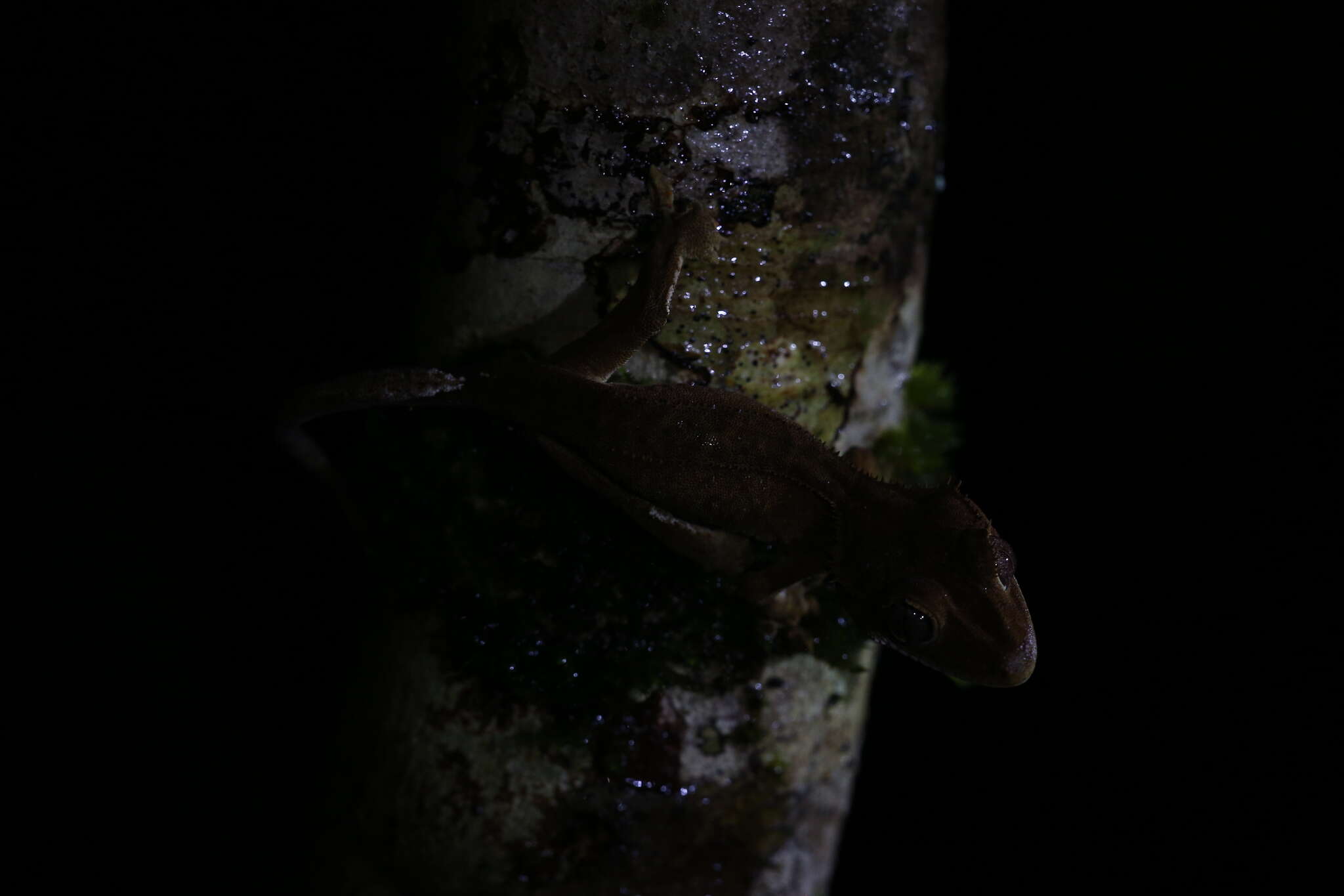 Image of Crested Gecko