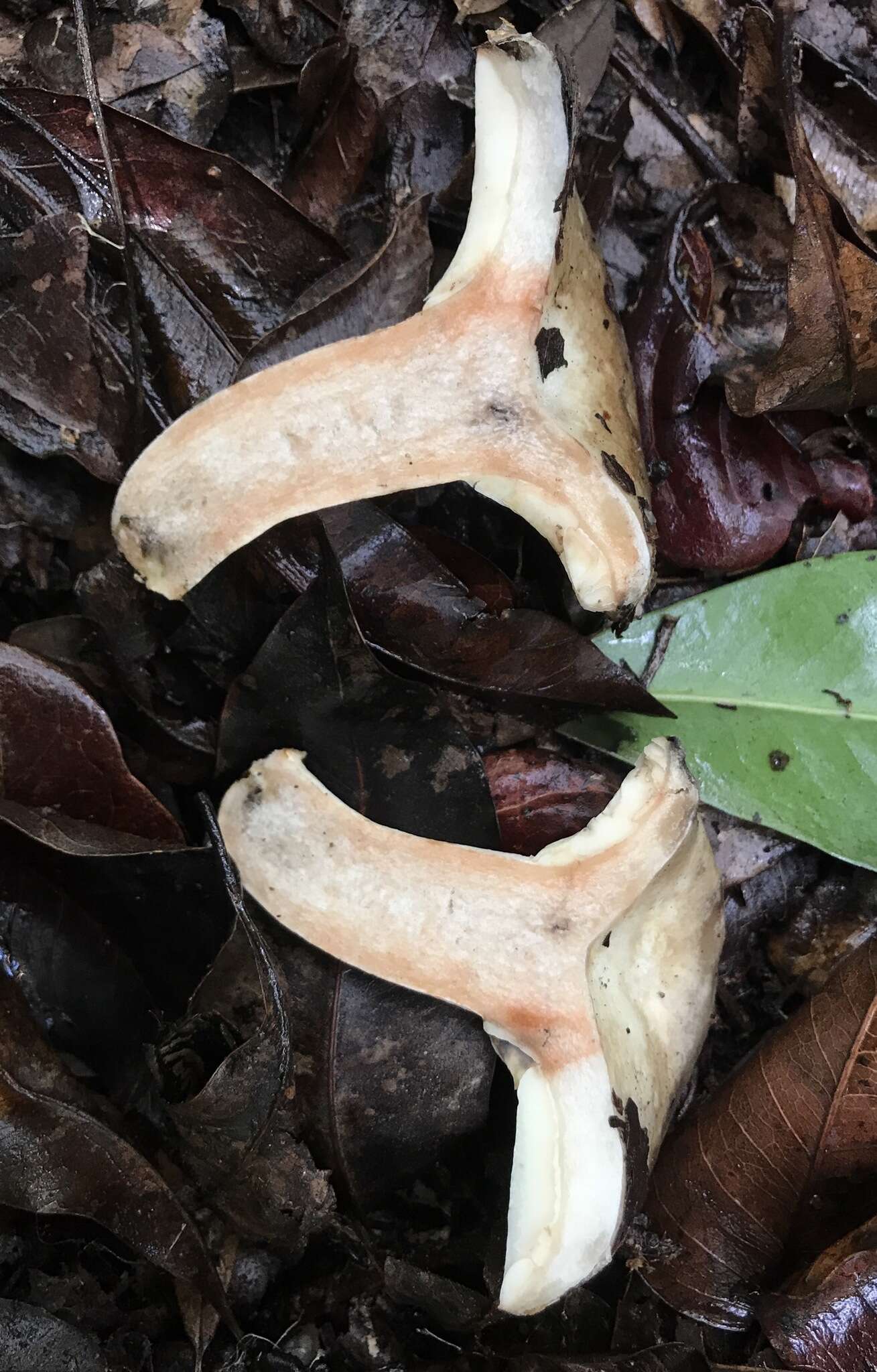 Image of Russula subdensifolia Murrill 1941