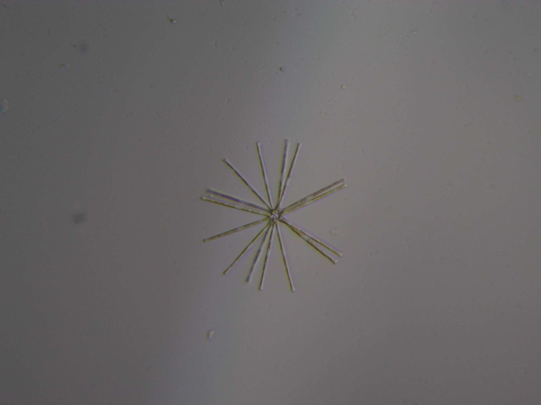 Image of Asterionella