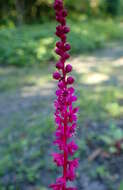 Image of tropical pokeweed