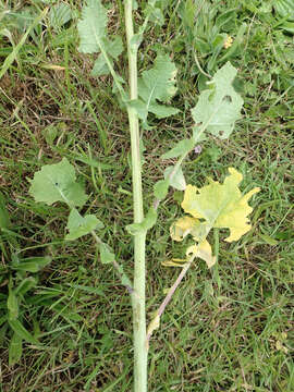 Plancia ëd Brassica napus subsp. rapifera Metzg. ex Sinskaya