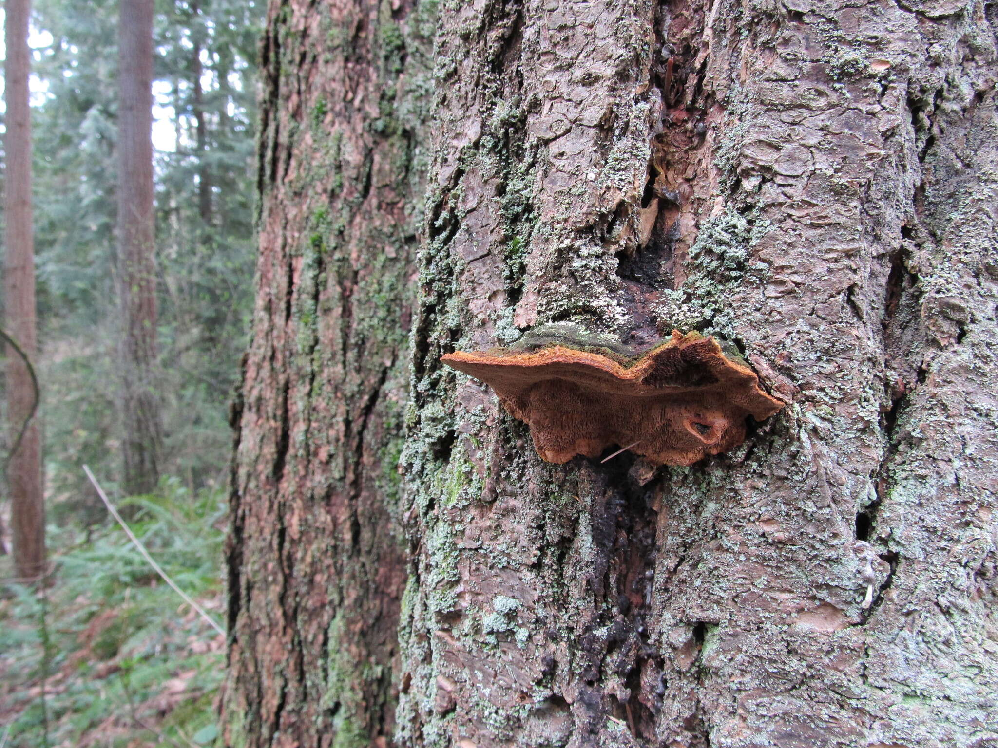 Image of Pine bracket