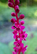 Image of tropical pokeweed