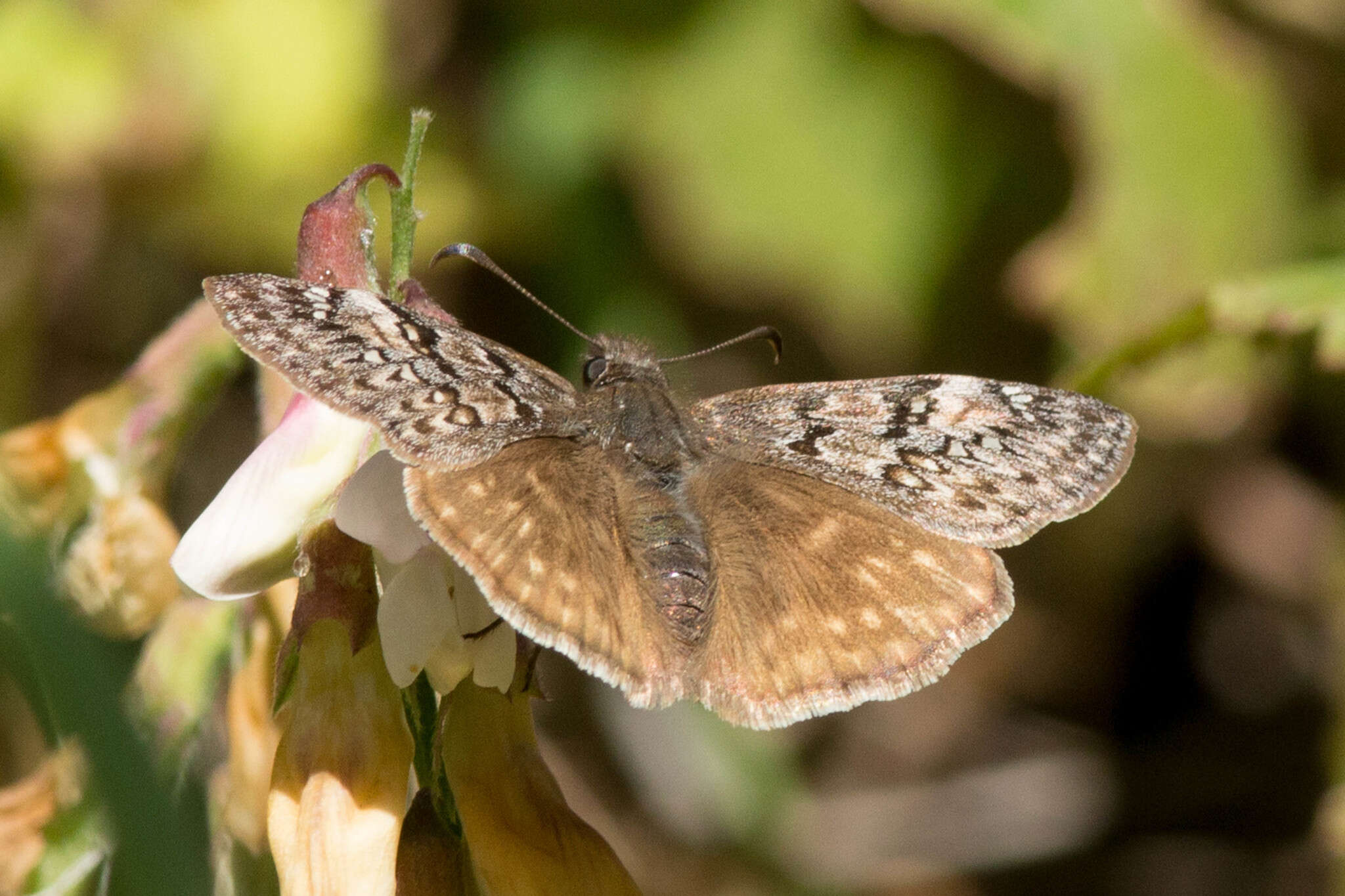 Image of Erynnis propertius Scudder & Burgess 1870