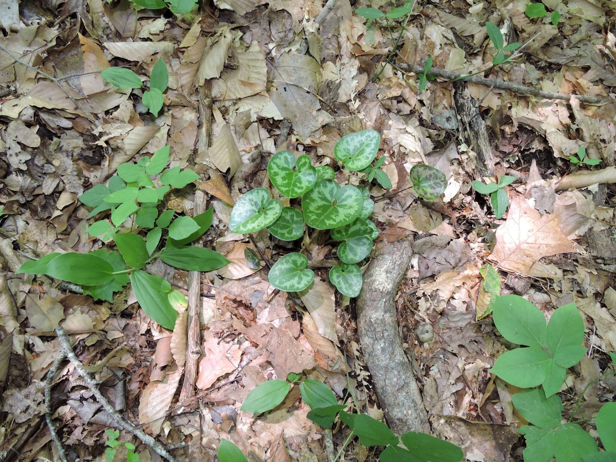 Image de Hexastylis virginica (L.) Small