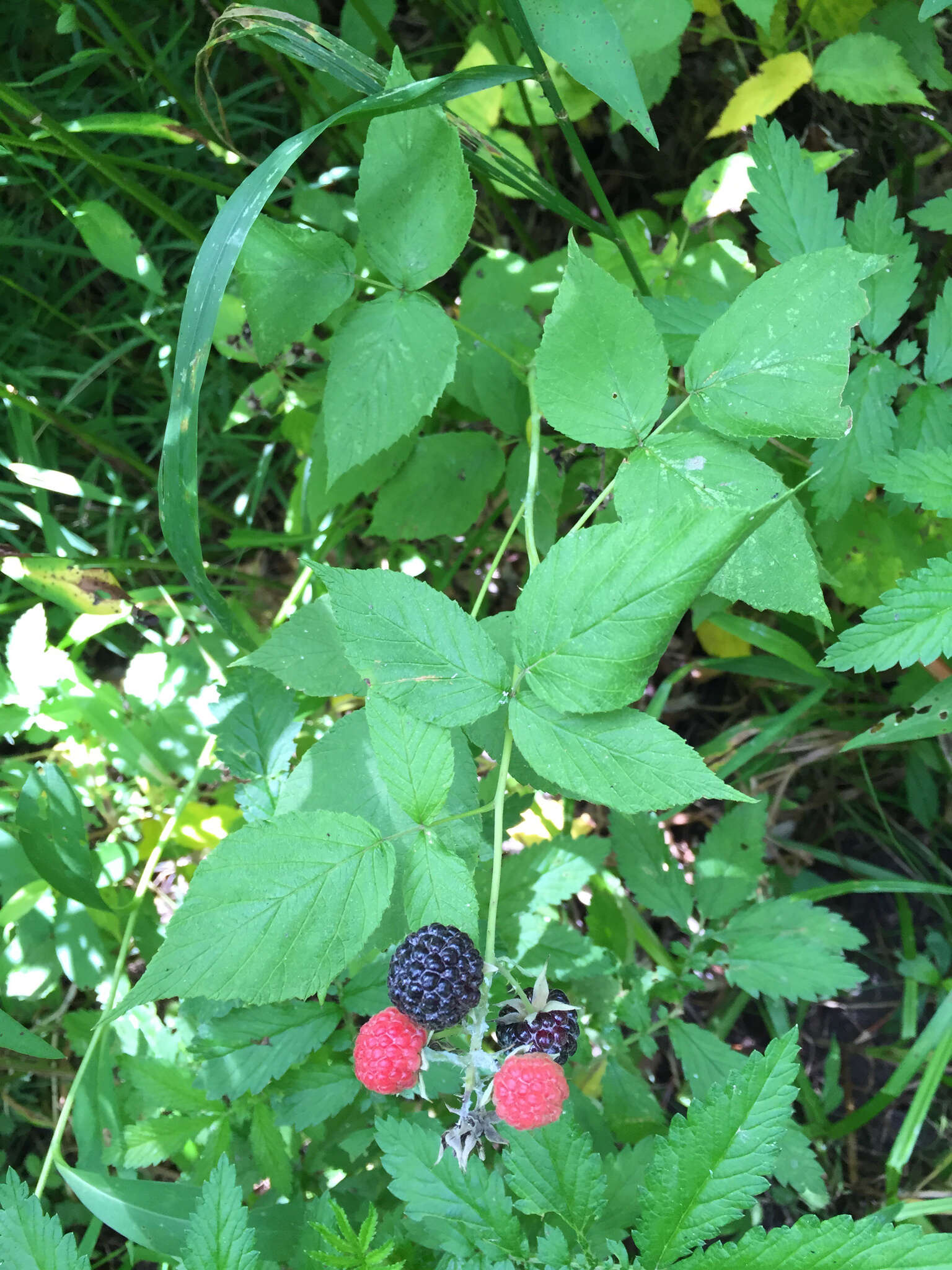 Image of black raspberry