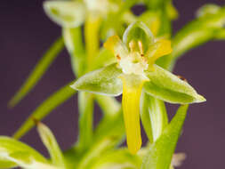 Image of Mignonette orchid