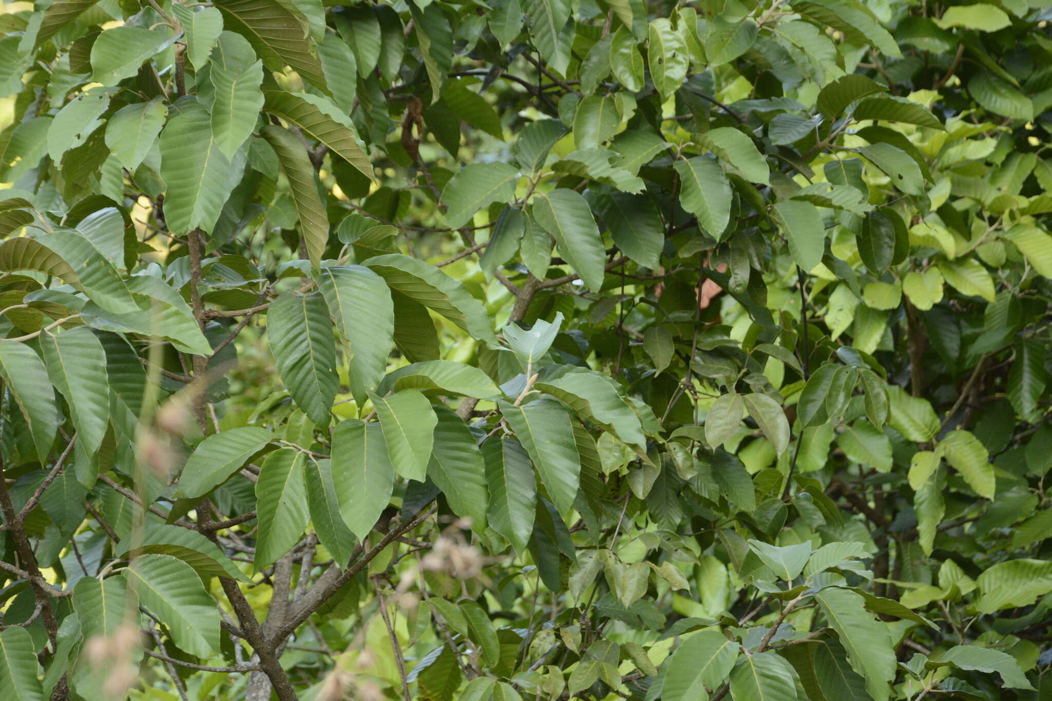 Image de Artocarpus hirsutus Lam.