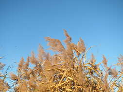 Image of common reed