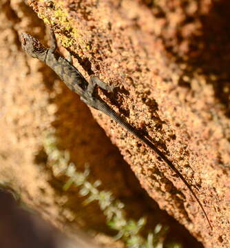 Image of Banded Rock Lizard