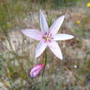 Gladiolus quadrangulus (D. Delaroche) Barnard resmi