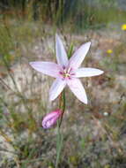 Gladiolus quadrangulus (D. Delaroche) Barnard resmi