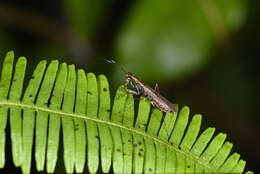 Image of Spilomantis occipitalis (Westwood 1889)