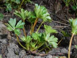 Image of Dalmatian Cranesbill