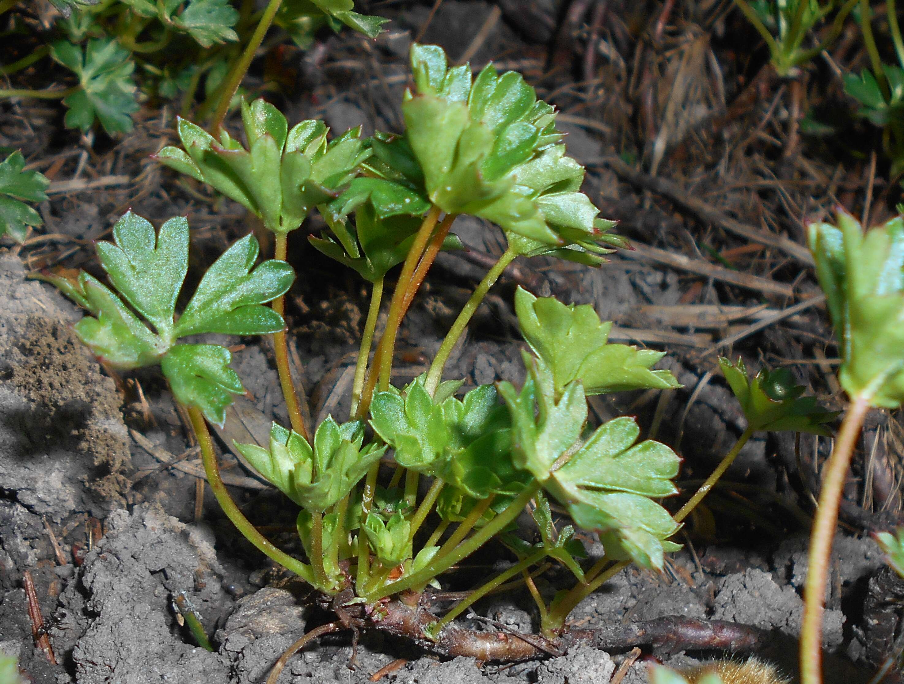 Image of Dalmatian Cranesbill