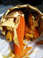 Image of corn