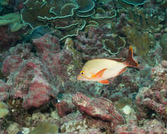 Image of Humpback red snapper