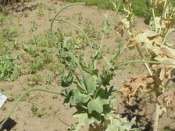 Image of Yellow Horned Poppy