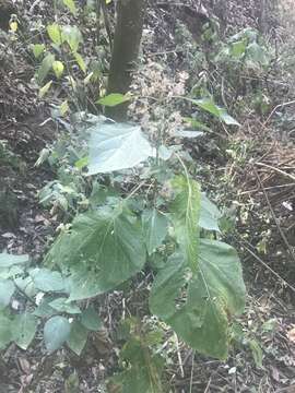 Image of Ageratina conspicua