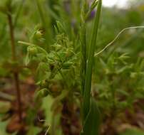 Image of Lysimachia linum-stellatum L.