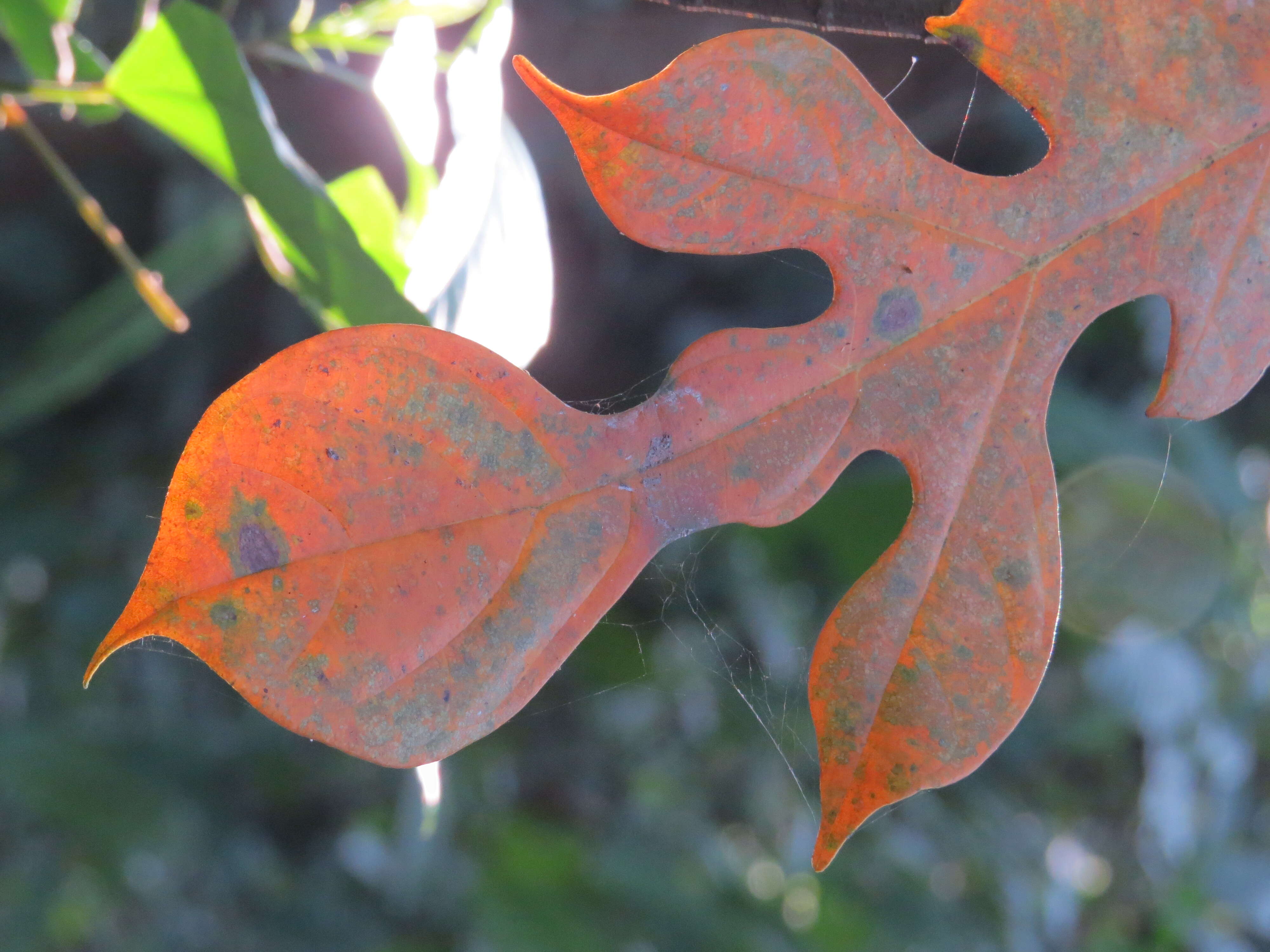 Image de Artocarpus hirsutus Lam.