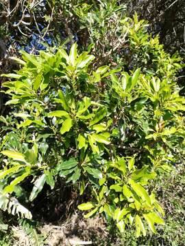 Image of Protorhus longifolia (Bernh.) Engl.