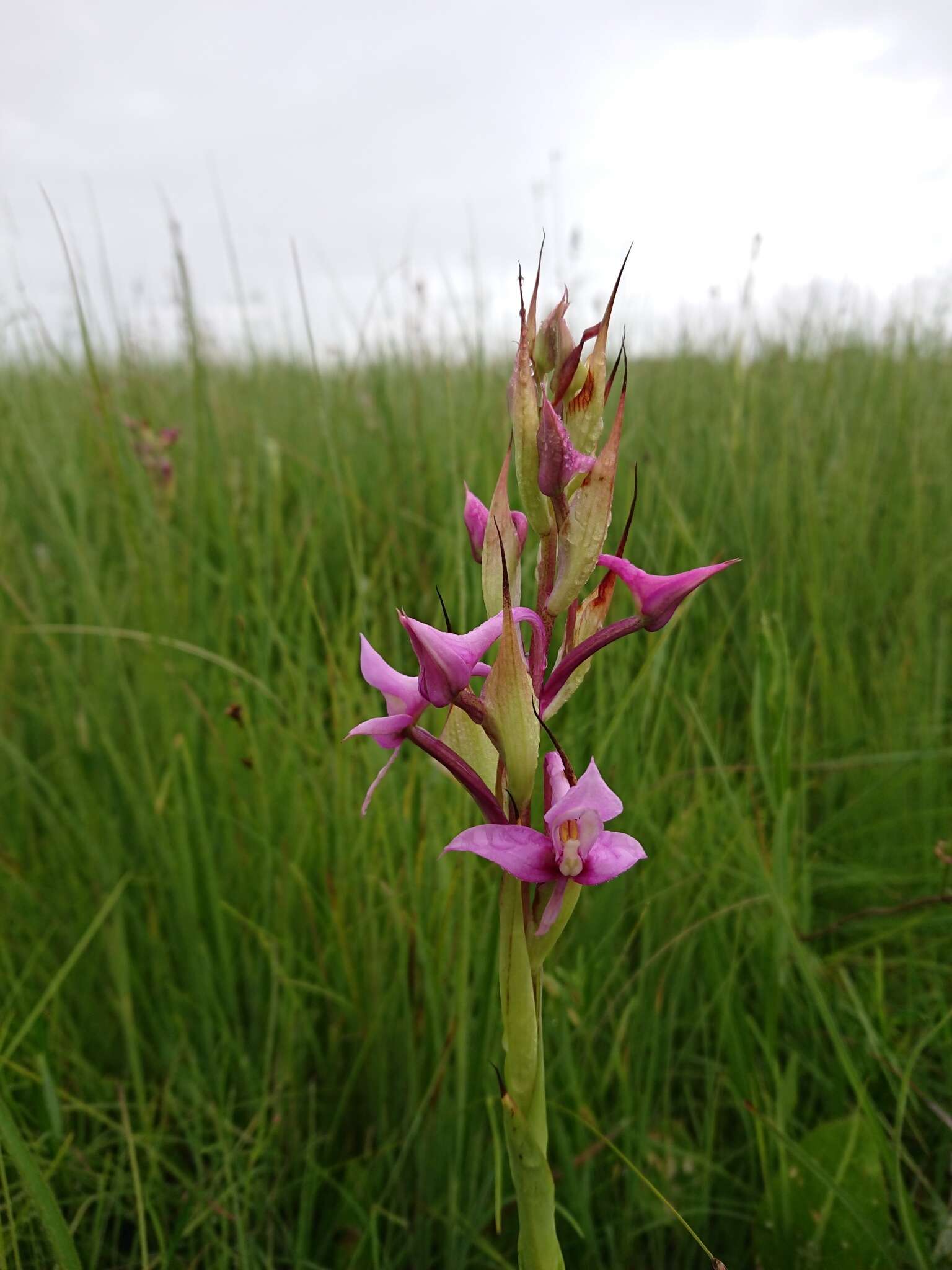 Image of Disa zuluensis Rolfe